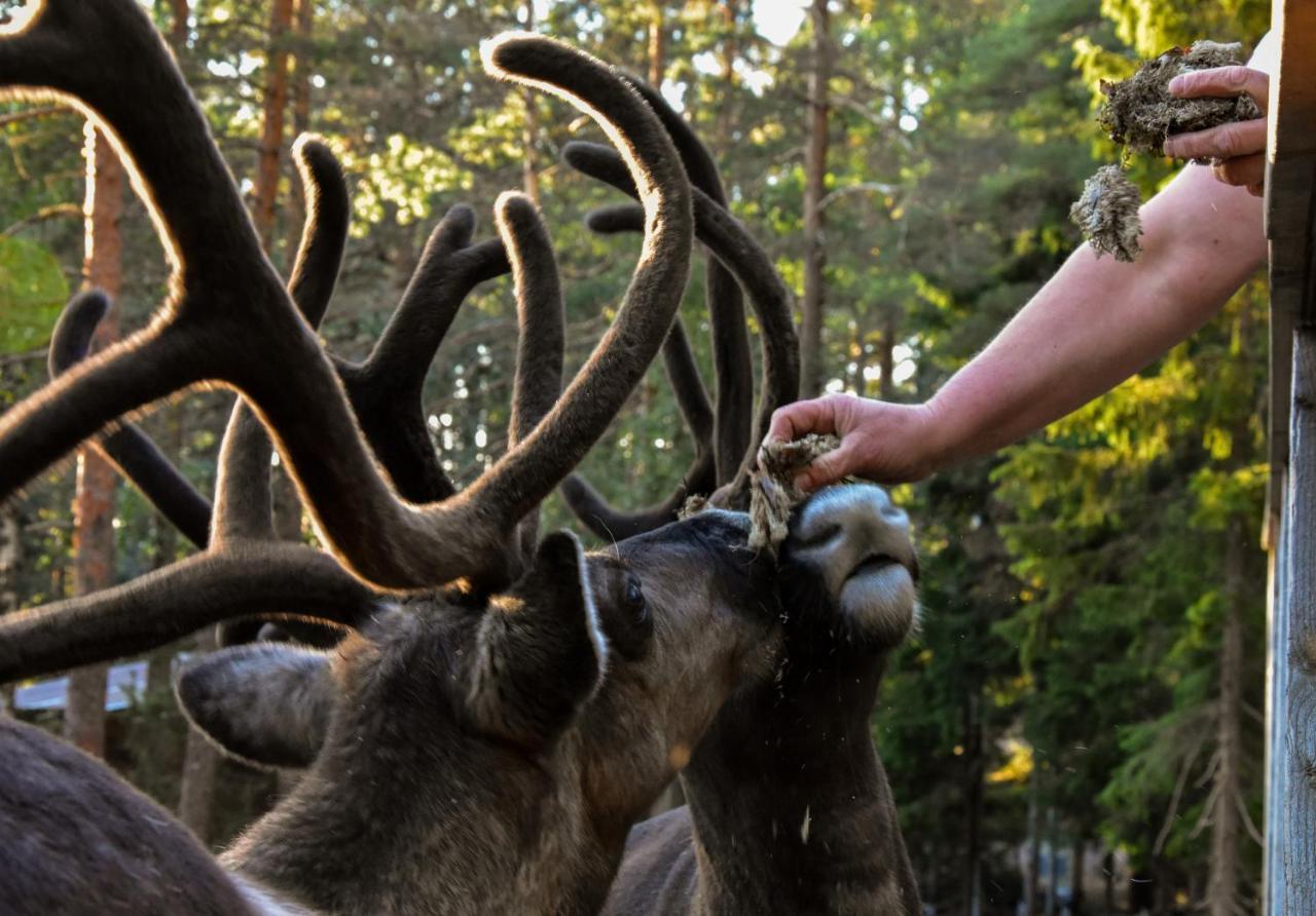 Igluhut - Sleep With Reindeer Villa Espoo Ngoại thất bức ảnh